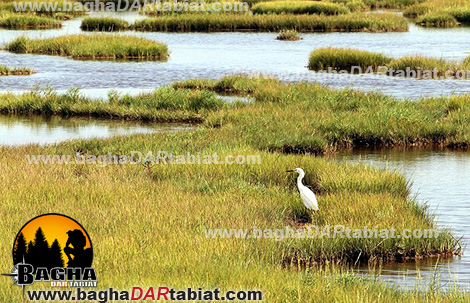 باتلاق، باطلاق، مرداب، عبور از مرداب، زندگی در شرایط سخت ، زندگي در شرايط سخت ، مهارت زنده ماندن در طبیعت ، سازگاری با طبیعت ، سازگاري با طبيعت ،هنر زنده ماندن در شرایط سخت ، زنده ماندن در طبیعت ، بقا در طبیعت ، مهارت های زنده ماندن در شرایط سخت ، مهارت هاي زنده ماندن در شرايط سخت ، تله ، تله گذاری ، تله گذاري ، جهت یابی ، جهت يابي ، آتش ، آب ، چاقو