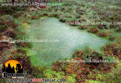 باتلاق، باطلاق، مرداب، عبور از مرداب، زندگی در شرایط سخت ، زندگي در شرايط سخت ، مهارت زنده ماندن در طبیعت ، سازگاری با طبیعت ، سازگاري با طبيعت ،هنر زنده ماندن در شرایط سخت ، زنده ماندن در طبیعت ، بقا در طبیعت ، مهارت های زنده ماندن در شرایط سخت ، مهارت هاي زنده ماندن در شرايط سخت ، تله ، تله گذاری ، تله گذاري ، جهت یابی ، جهت يابي ، آتش ، آب ، چاقو