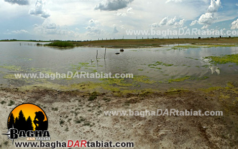 باتلاق، باطلاق، مرداب، عبور از مرداب، زندگی در شرایط سخت ، زندگي در شرايط سخت ، مهارت زنده ماندن در طبیعت ، سازگاری با طبیعت ، سازگاري با طبيعت ،هنر زنده ماندن در شرایط سخت ، زنده ماندن در طبیعت ، بقا در طبیعت ، مهارت های زنده ماندن در شرایط سخت ، مهارت هاي زنده ماندن در شرايط سخت ، تله ، تله گذاری ، تله گذاري ، جهت یابی ، جهت يابي ، آتش ، آب ، چاقو