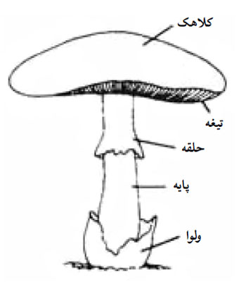 زندگی در شرایط سخت ، زندگي در شرايط سخت ، مهارت زنده ماندن در طبیعت ، سازگاری با طبیعت ، سازگاري با طبيعت ،هنر زنده ماندن در شرایط سخت ، زنده ماندن در طبیعت ، بقا در طبیعت ، مهارت های زنده ماندن در شرایط سخت ، مهارت هاي زنده ماندن در شرايط سخت ،غارنوردی ، غارنوردي ،غار ، تله ، تله گذاری ، تله گذاري ، جهت یابی ، جهت يابي ، آتش ، آب ، چاقو