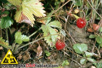 گیاهان خوراکی،زندگی در شرایط سخت ، زندگي در شرايط سخت ، مهارت زنده ماندن در طبیعت ، سازگاری با طبیعت ، سازگاري با طبيعت ،هنر زنده ماندن در شرایط سخت ، زنده ماندن در طبیعت ، بقا در طبیعت ، مهارت های زنده ماندن در شرایط سخت ، مهارت هاي زنده ماندن در شرايط سخت ، تله ، تله گذاری ، تله گذاري ، جهت یابی ، جهت يابي ، آتش ، آب ، چاقو