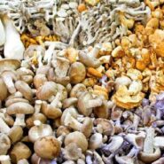 استفاده از قارچ های خوراکی