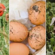 پخت و پز در طبیعت