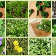 غذا در شرایط بقا - قسمت سوم