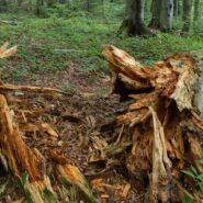 آتش زنه و آتش گیرانه