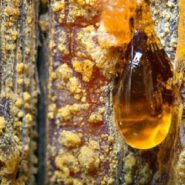 روش تهیه آتشگیرانه توپی در طبیعت با شیره درختان