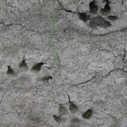 اصول ردیابی - قسمت دوم