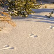 اصول ردیابی – قسمت سوم