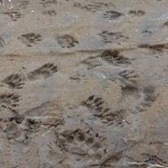 اصول ردیابی - قسمت چهارم