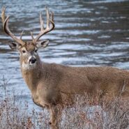 یافتن آب توسط حیوانات