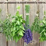 راهنمای استفاده از گیاهان خوراکی در طبیعت