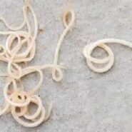 مقابله با انگل های روده ای در شرایط بقا