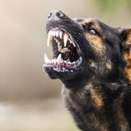 رویارویی با سگ در طبیعت