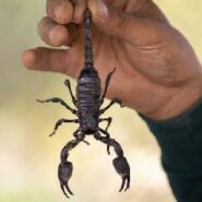 چند روش کارآمد جهت شکار عقرب