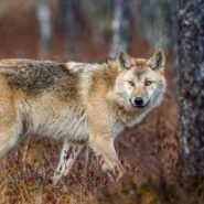 رویارویی با گرگ در طبیعت