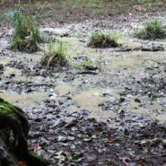 گرفتار شدن در باتلاق