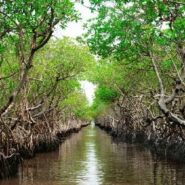 رهایی از باتلاق