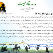 یک ترفند برای دفع پشه ها