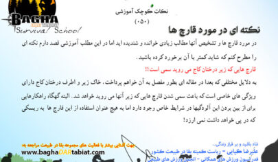 نکته ای در مورد قارچ ها