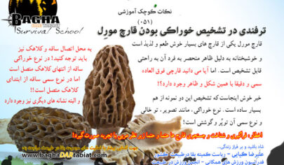 آشنایی با قارچ لذیذ مورِل